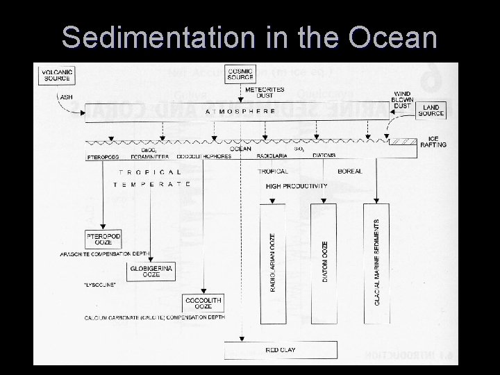 Sedimentation in the Ocean 