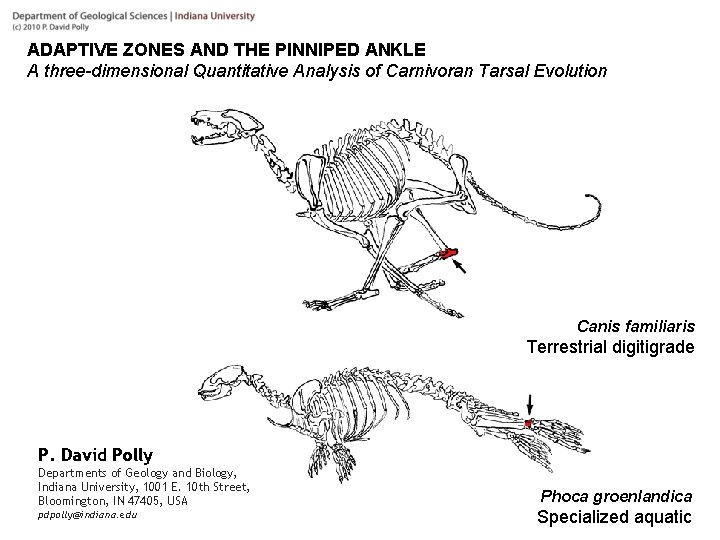 ADAPTIVE ZONES AND THE PINNIPED ANKLE A three-dimensional Quantitative Analysis of Carnivoran Tarsal Evolution