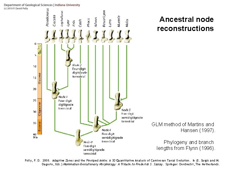 Ancestral node reconstructions GLM method of Martins and Hansen (1997). Phylogeny and branch lengths