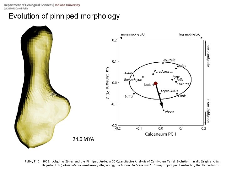 Evolution of pinniped morphology Polly, P. D. 2008. Adaptive Zones and the Pinniped Ankle: