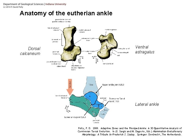 Anatomy of the eutherian ankle Dorsal calcaneum Ventral astragalus Lateral ankle Polly, P. D.