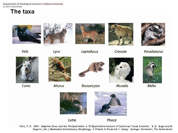 The taxa Polly, P. D. 2008. Adaptive Zones and the Pinniped Ankle: A 3
