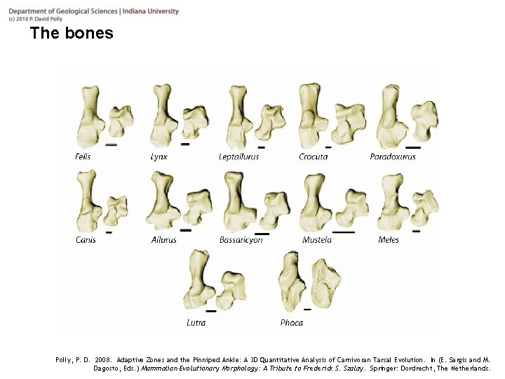 The bones Polly, P. D. 2008. Adaptive Zones and the Pinniped Ankle: A 3