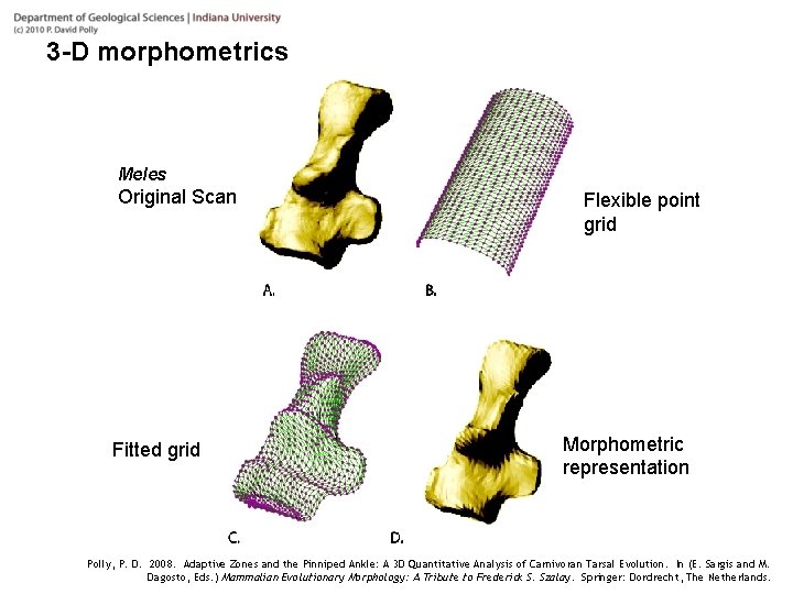3 -D morphometrics Meles Original Scan Fitted grid Flexible point grid Morphometric representation Polly,