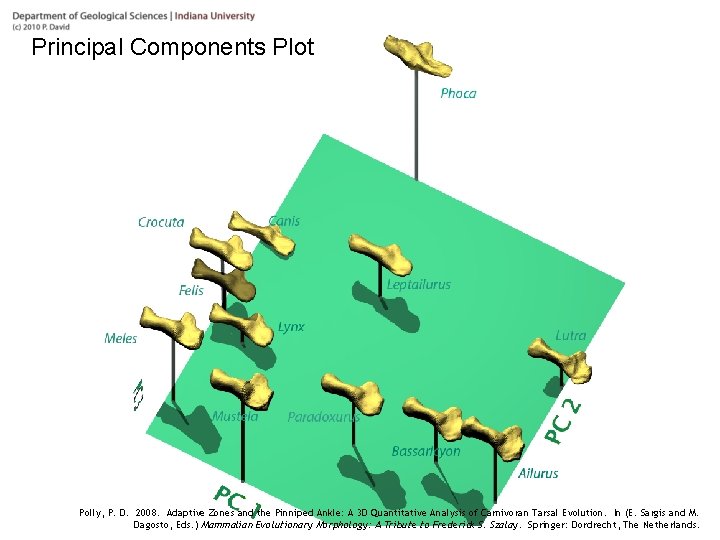 Principal Components Plot Polly, P. D. 2008. Adaptive Zones and the Pinniped Ankle: A