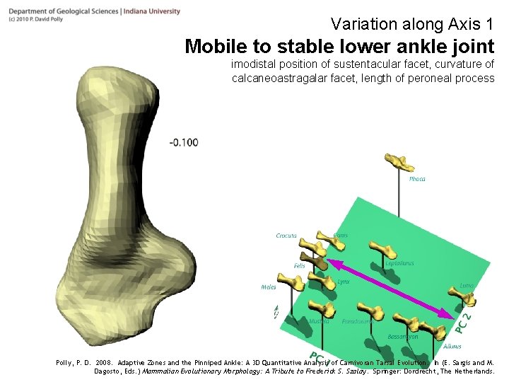 Variation along Axis 1 Mobile to stable lower ankle joint Proximodistal position of sustentacular