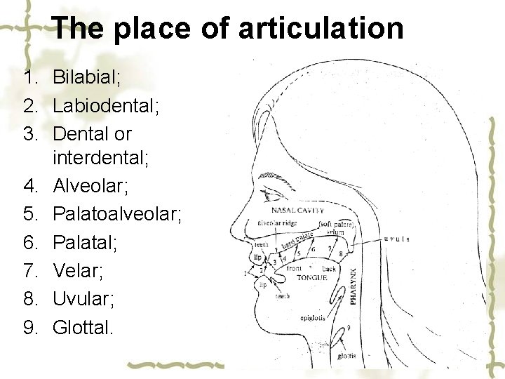 The place of articulation 1. Bilabial; 2. Labiodental; 3. Dental or interdental; 4. Alveolar;