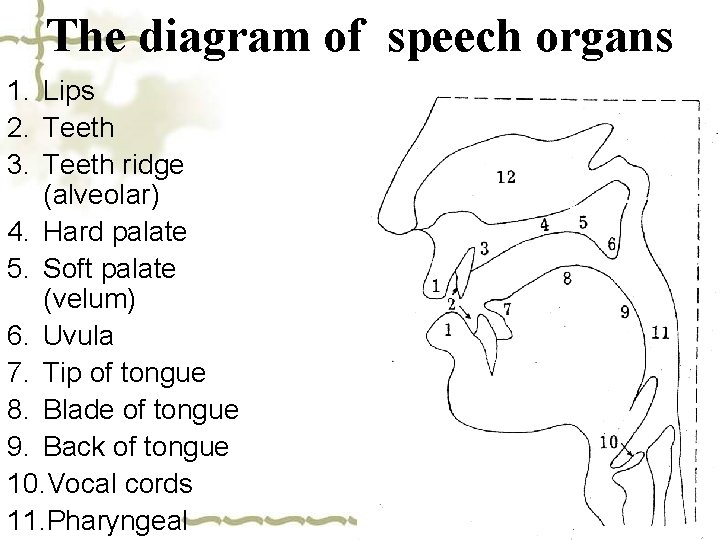 The diagram of speech organs 1. Lips 2. Teeth 3. Teeth ridge (alveolar) 4.