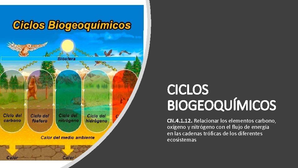 CICLOS BIOGEOQUÍMICOS CN. 4. 1. 12. Relacionar los elementos carbono, oxígeno y nitrógeno con