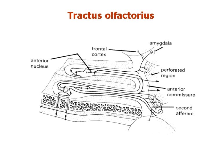 Tractus olfactorius 