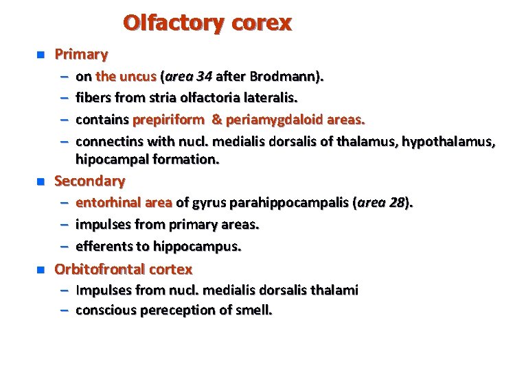 Olfactory corex n Primary – – n on the uncus (area 34 after Brodmann).