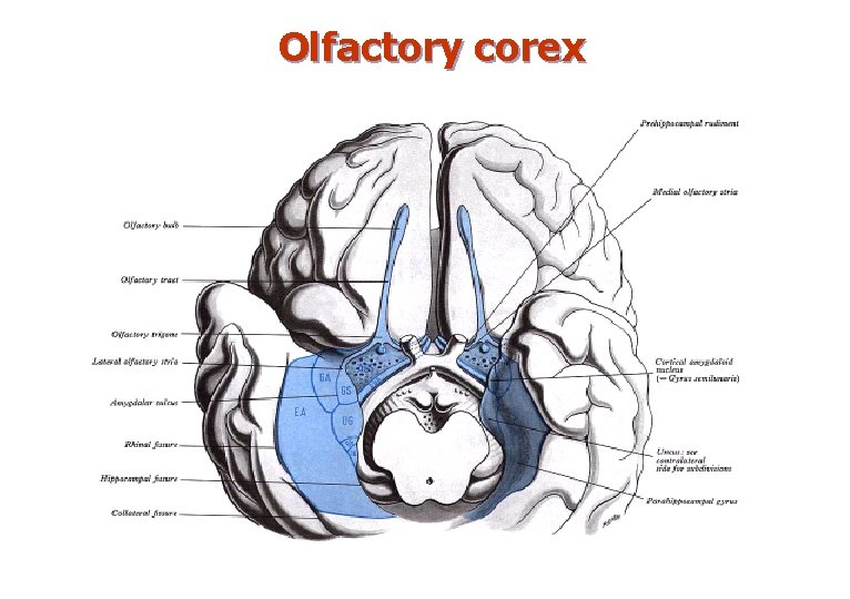 Olfactory corex 