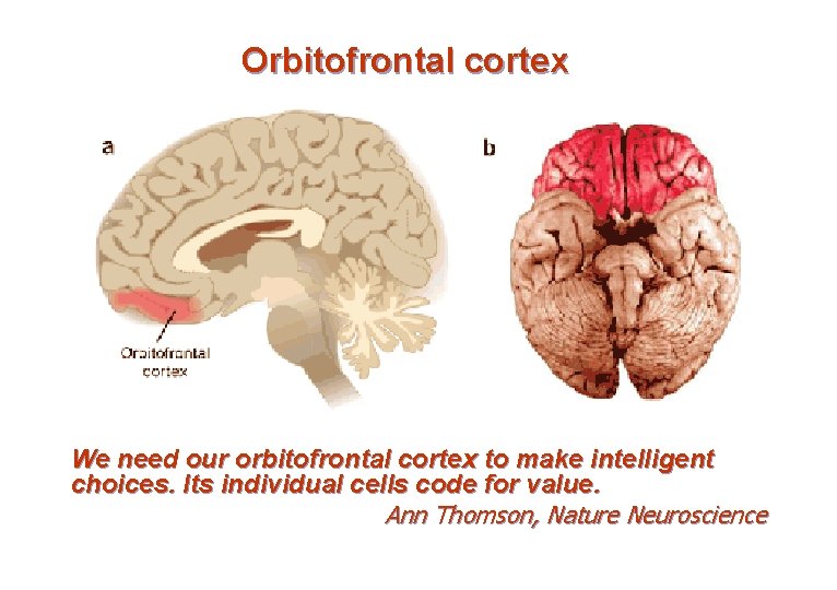 Orbitofrontal cortex We need our orbitofrontal cortex to make intelligent choices. Its individual cells