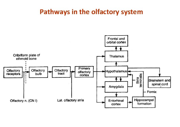 Pathways in the olfactory system 