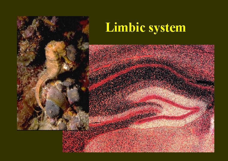 Limbic system 