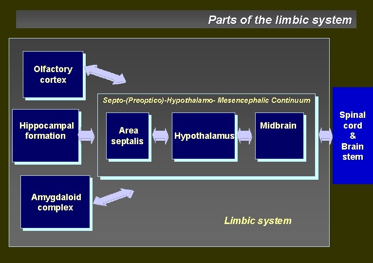 Parts of the limbic system Olfactory cortex Septo-(Preoptico)-Hypothalamo- Mesencephalic Continuum Hippocampal formation Area septalis