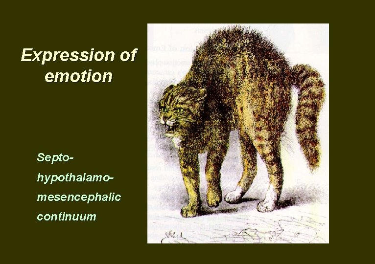 Expression of emotion Septohypothalamomesencephalic continuum 