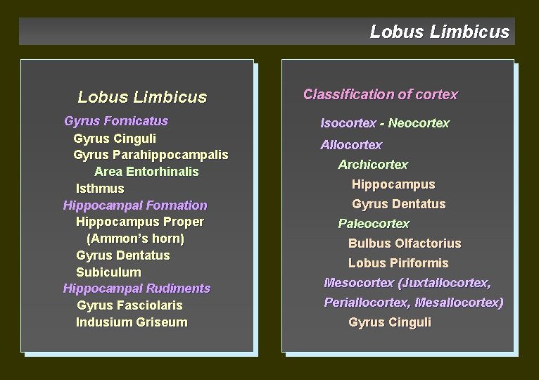 Lobus Limbicus Gyrus Fornicatus Gyrus Cinguli Gyrus Parahippocampalis Area Entorhinalis Isthmus Hippocampal Formation Hippocampus