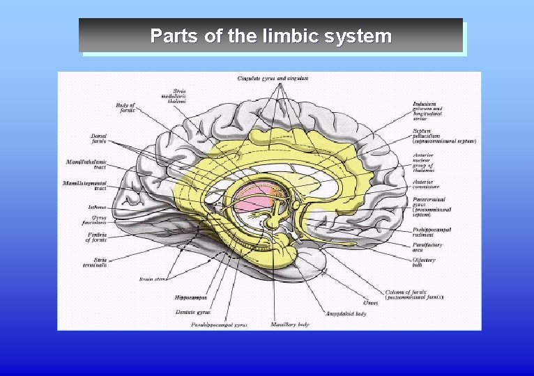 Parts of the limbic system 