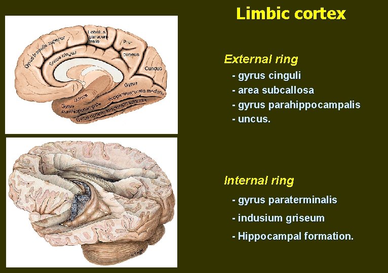 Limbic cortex External ring - gyrus cinguli - area subcallosa - gyrus parahippocampalis -