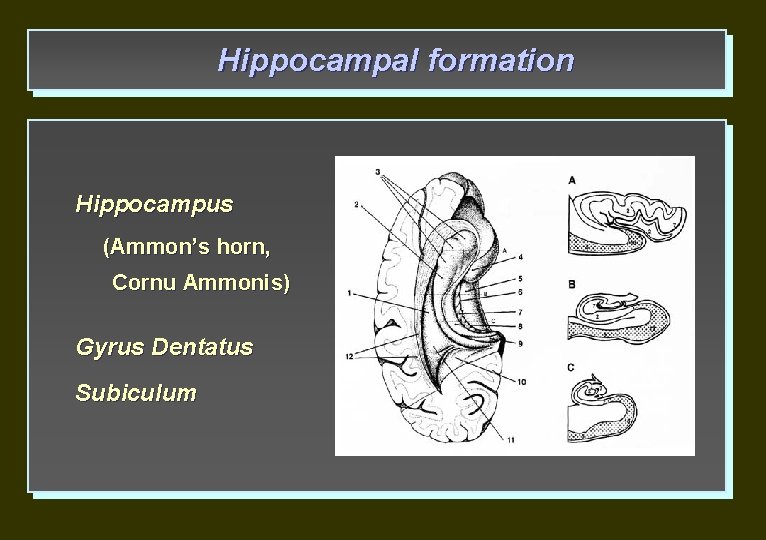 Hippocampal formation Hippocampus (Ammon’s horn, Cornu Ammonis) Gyrus Dentatus Subiculum 