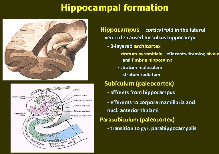 Hippocampal formation Hippocampus – cortical fold in the lateral ventricle caused by sulcus hippocampi