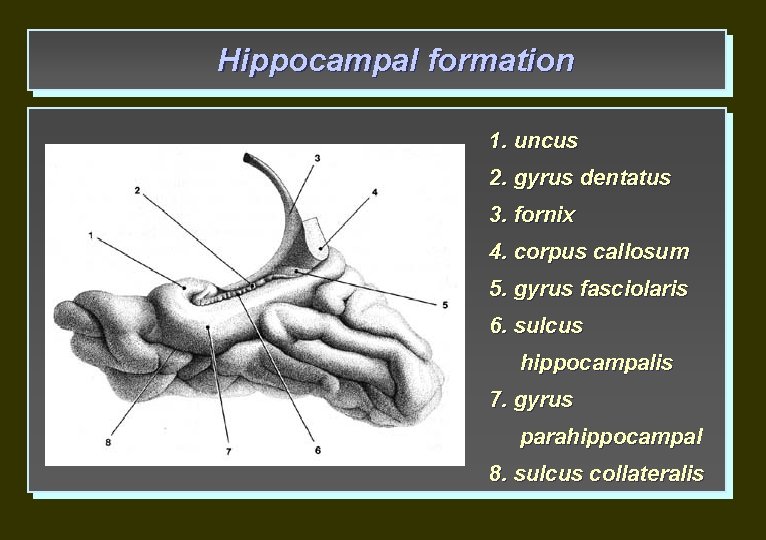 Hippocampal formation 1. uncus 2. gyrus dentatus 3. fornix 4. corpus callosum 5. gyrus