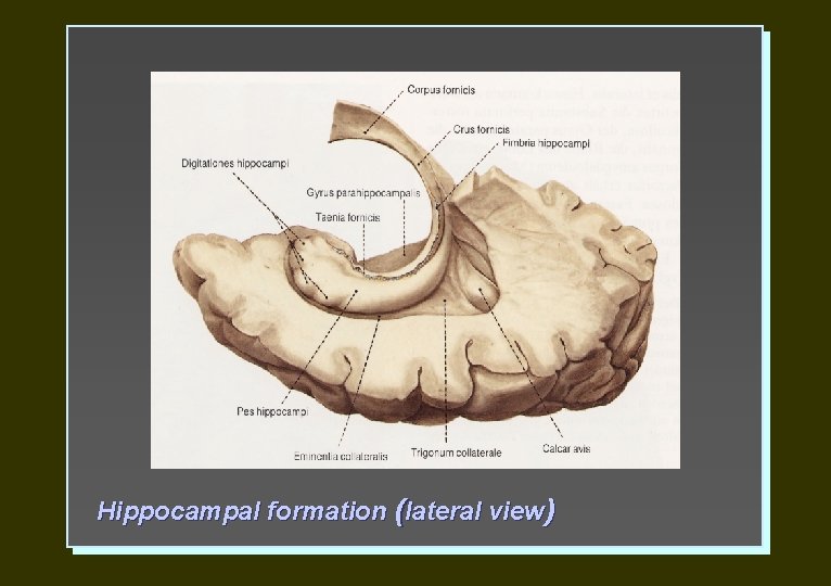 Hippocampal formation (lateral view) 
