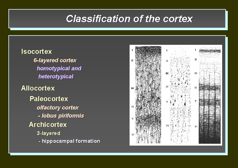Classification of the cortex Isocortex 6 -layered cortex homotypical and heterotypical Allocortex Paleocortex olfactory