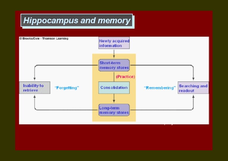 Hippocampus and memory 