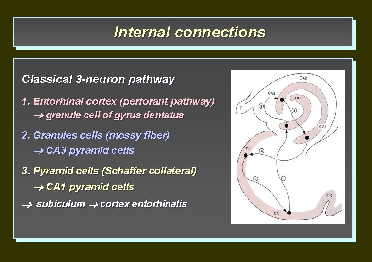 Internal connections Classical 3 -neuron pathway 1. Entorhinal cortex (perforant pathway) granule cell of