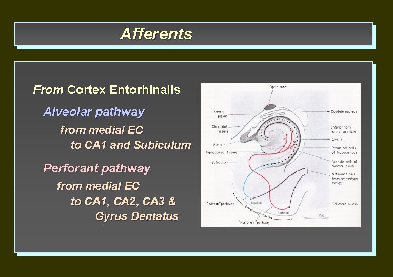 Afferents From Cortex Entorhinalis Alveolar pathway from medial EC to CA 1 and Subiculum