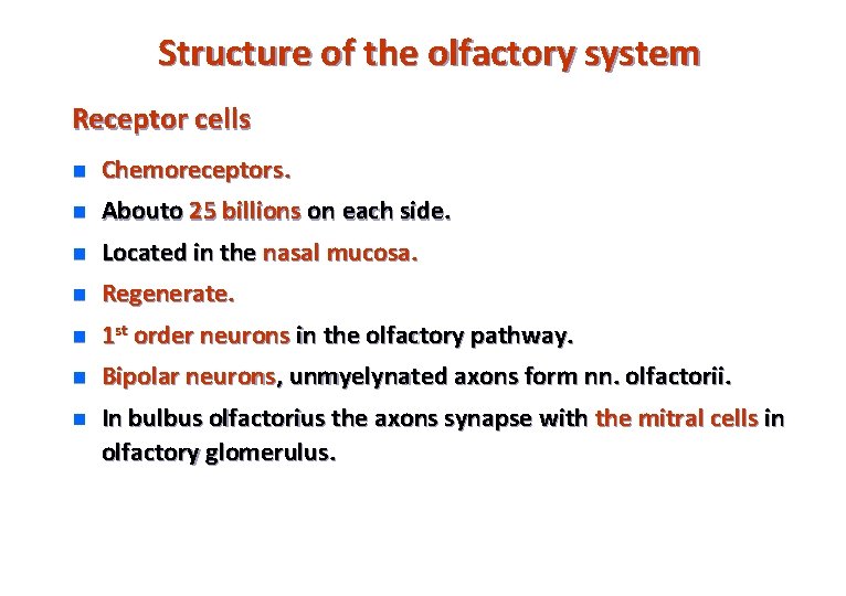 Structure of the olfactory system Receptor cells n Chemoreceptors. n Aboutо 25 billions on