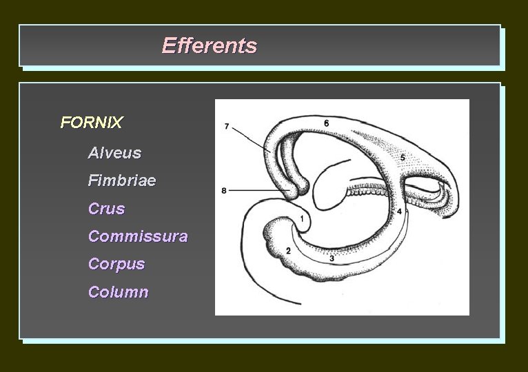 Efferents FORNIX Alveus Fimbriae Crus Commissurа Corpus Column 