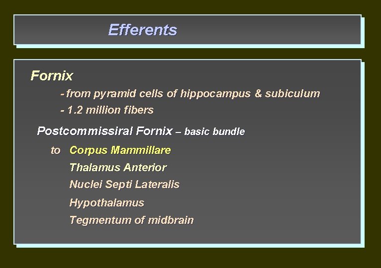 Efferents Fornix - from pyramid cells of hippocampus & subiculum - 1. 2 million