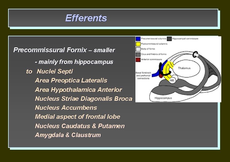 Efferents Precommissural Fornix – smaller - mainly from hippocampus to Nuclei Septi Area Preoptica