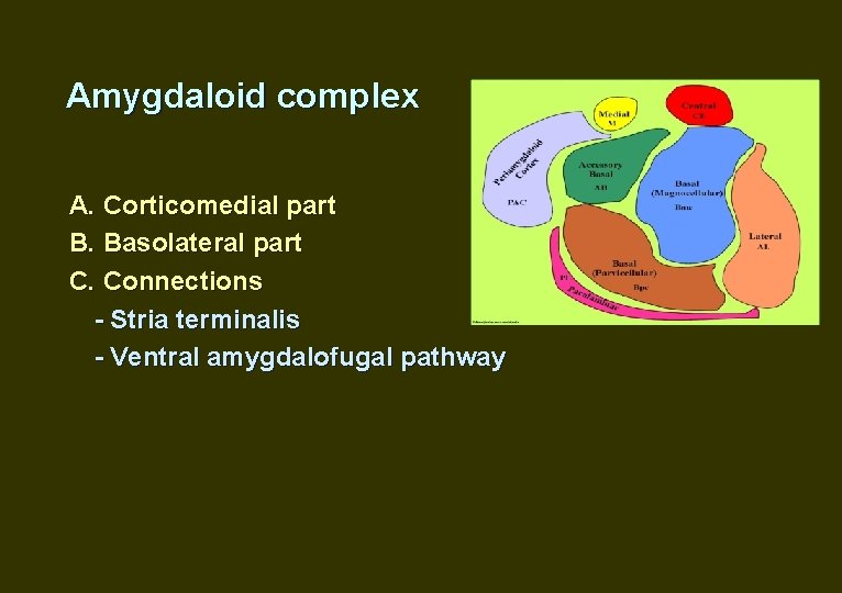 Amygdaloid complex А. Corticomedial part B. Basolateral part C. Connections - Stria terminalis -