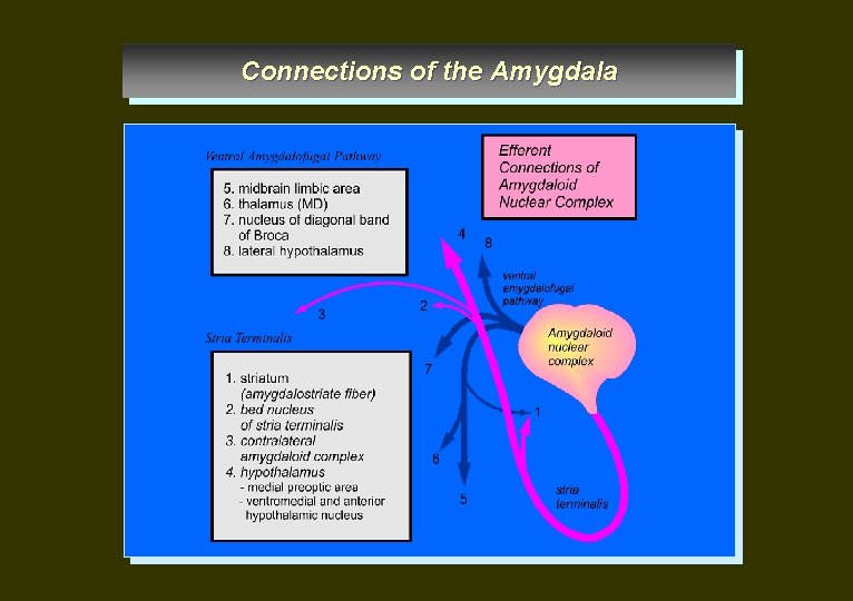 Connections of the Amygdala 