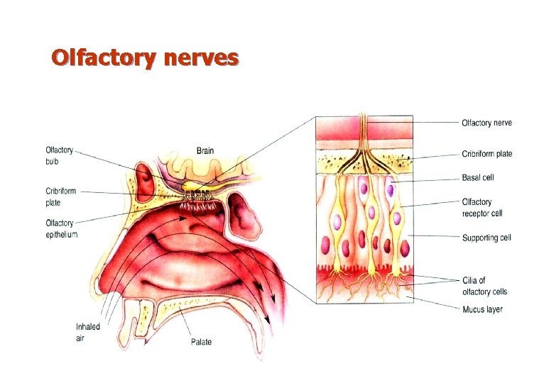 Olfactory nerves 