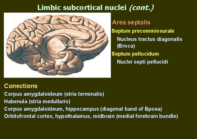 Limbic subcortical nuclei (cont. ) Area septalis Septum precommissurale Nucleus tractus diagonalis (Broca) Septum