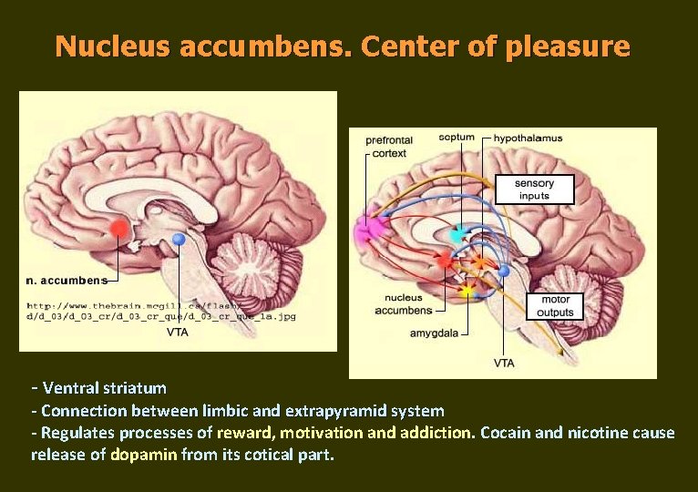 Nucleus accumbens. Center of pleasure - Ventral striatum - Connection between limbic and extrapyramid