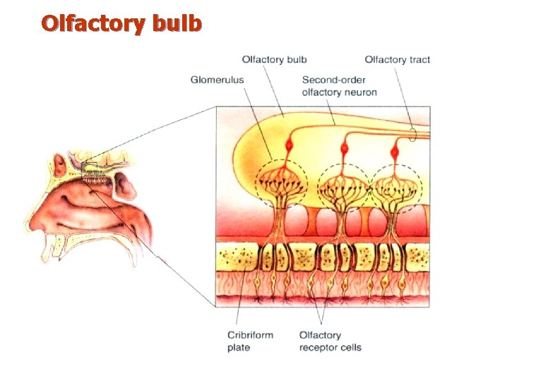 Olfactory bulb 