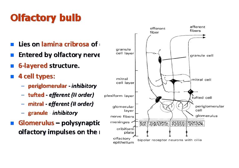 Olfactory bulb n n Lies on lamina cribrosa of ethmoid bone Entered by olfactory