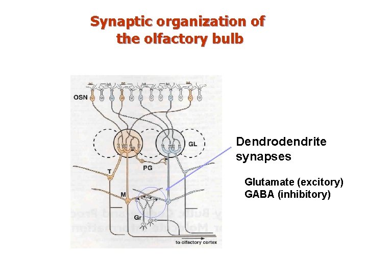 Synaptic organization of the olfactory bulb Dendrodendrite synapses Glutamate (excitory) GABA (inhibitory) 
