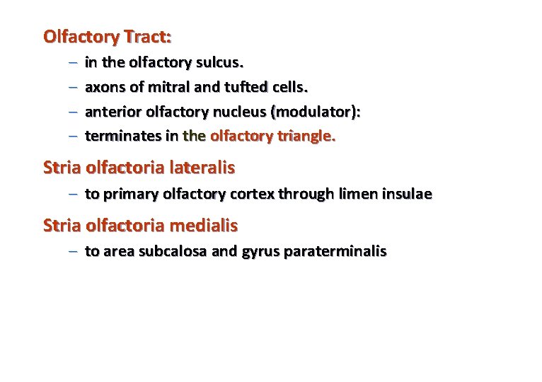 Olfactory Tract: – – in the olfactory sulcus. axons of mitral and tufted cells.