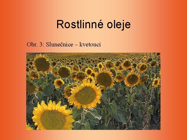 Rostlinné oleje Obr. 3: Slunečnice – kvetoucí Rostlinné oleje Obr. 3: Slunečnice – kvetoucí