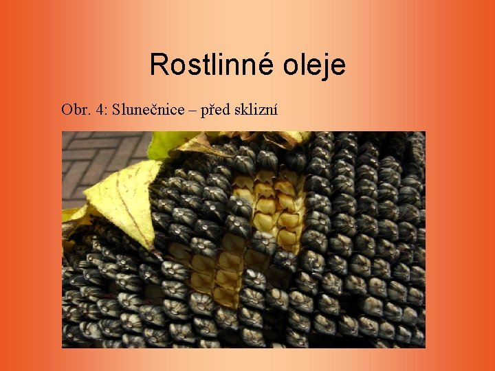 Rostlinné oleje Obr. 4: Slunečnice – před sklizní Rostlinné oleje Obr. 4: Slunečnice – před sklizní