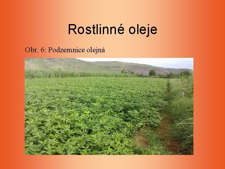 Rostlinné oleje Obr. 6: Podzemnice olejná Rostlinné oleje Obr. 6: Podzemnice olejná