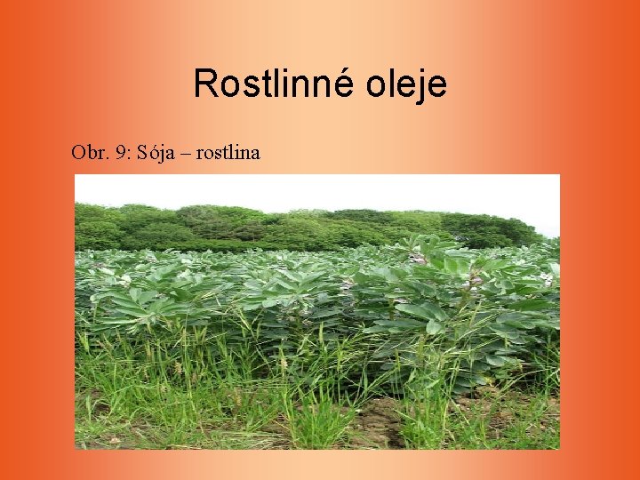 Rostlinné oleje Obr. 9: Sója – rostlina Rostlinné oleje Obr. 9: Sója – rostlina
