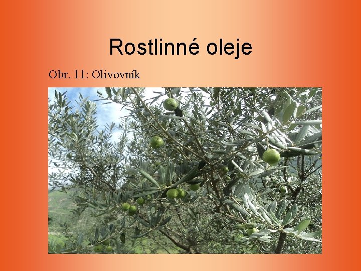 Rostlinné oleje Obr. 11: Olivovník Rostlinné oleje Obr. 11: Olivovník